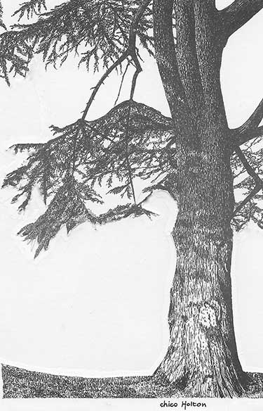Drawing of Tree by Chico